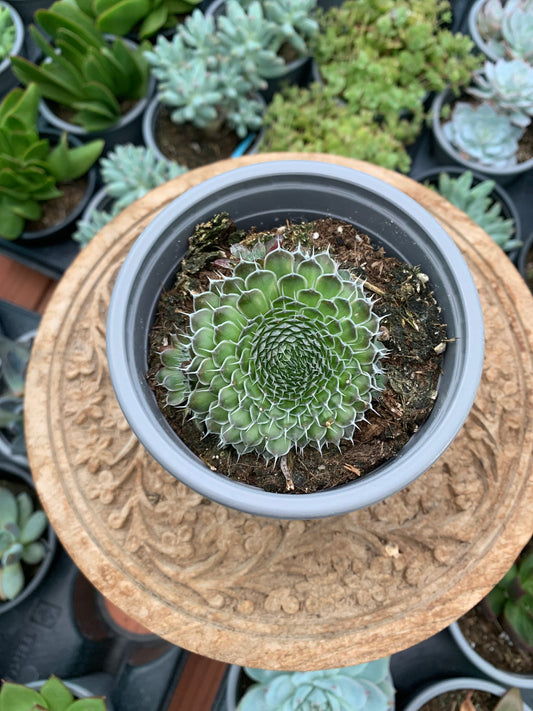 Orostachys spinosa 'Rot'