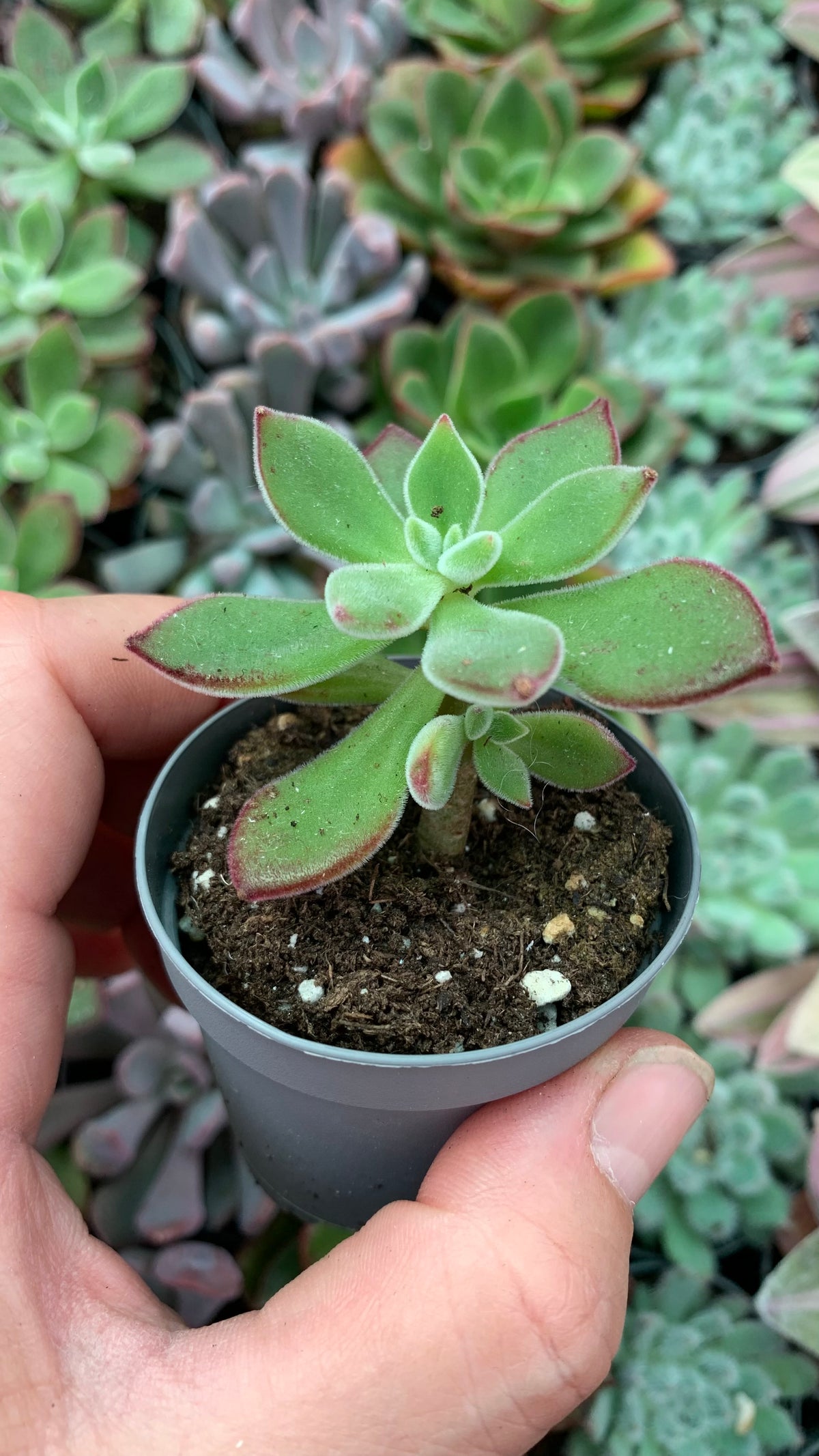 Echeveria pluvinata devotion
