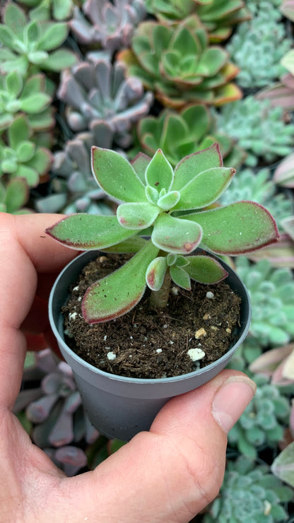 Echeveria pluvinata devotion