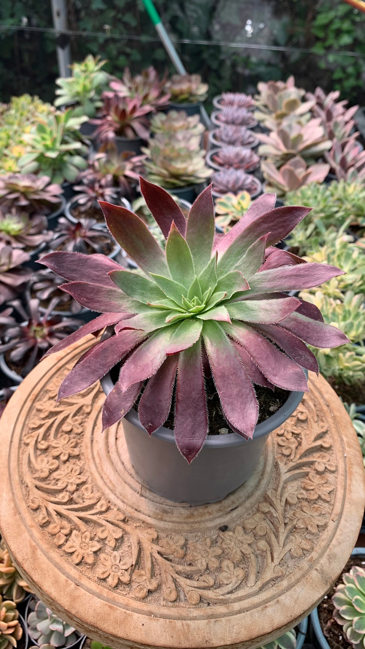 Aeonium  Black Magic