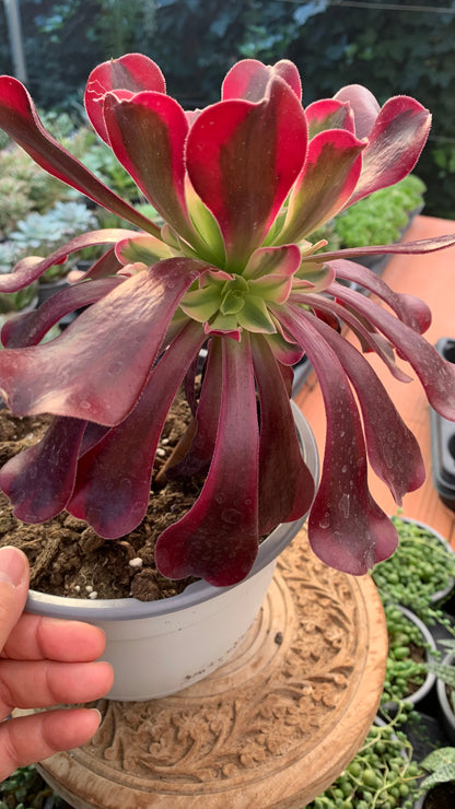Aeonium Medusa (Planta Madre)