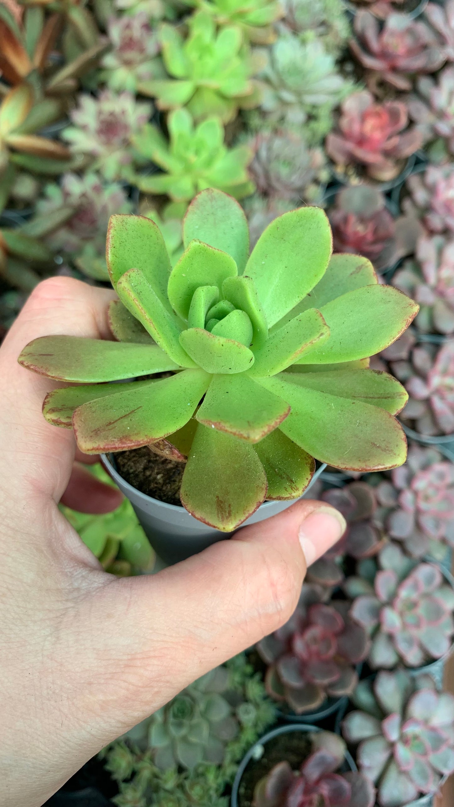 Aeonium bronze medal