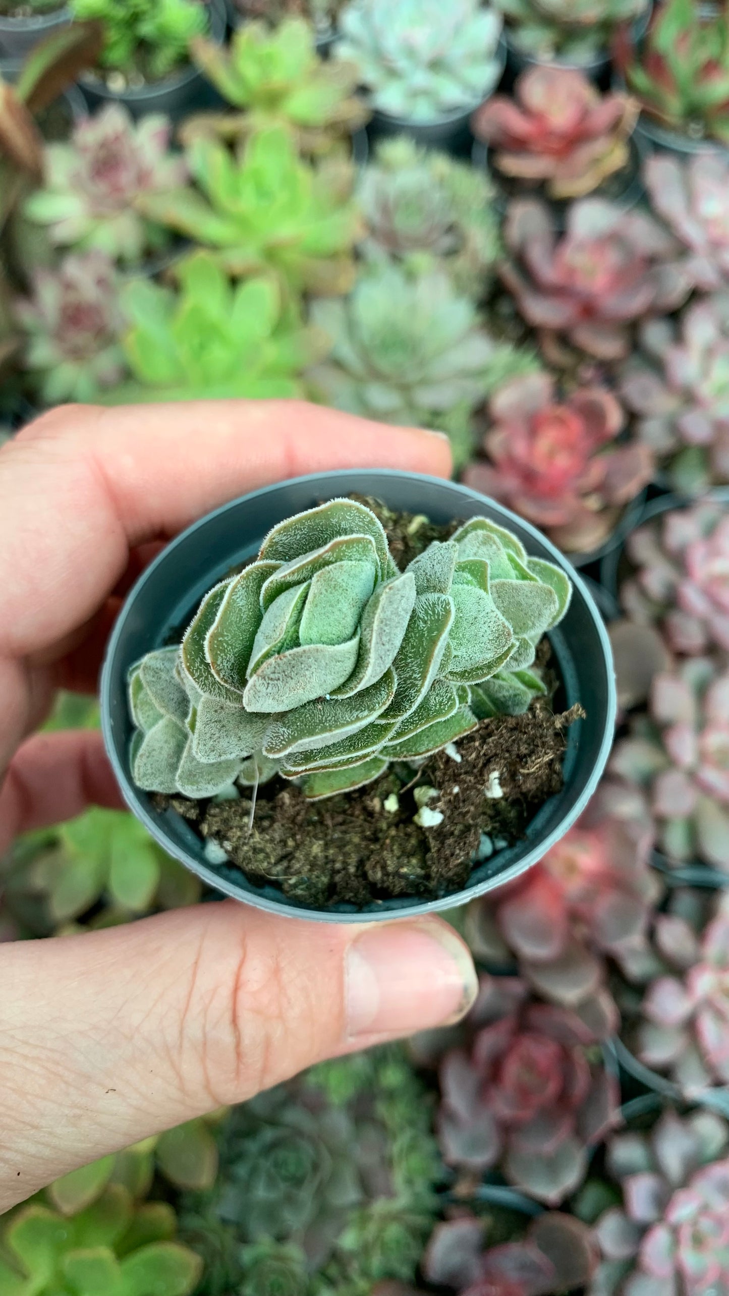 Crassula pangolin