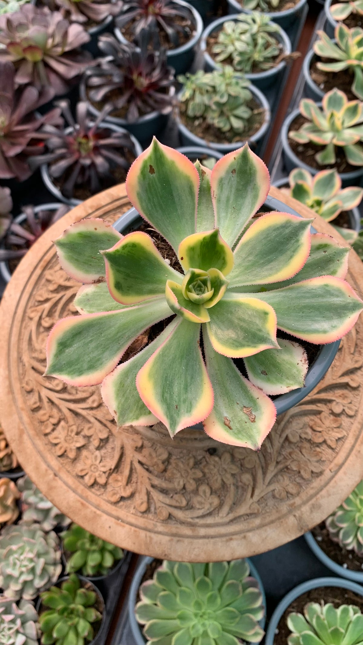 Aeonium Sunburst
