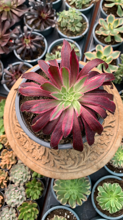 Aeonium Firecraker variegata