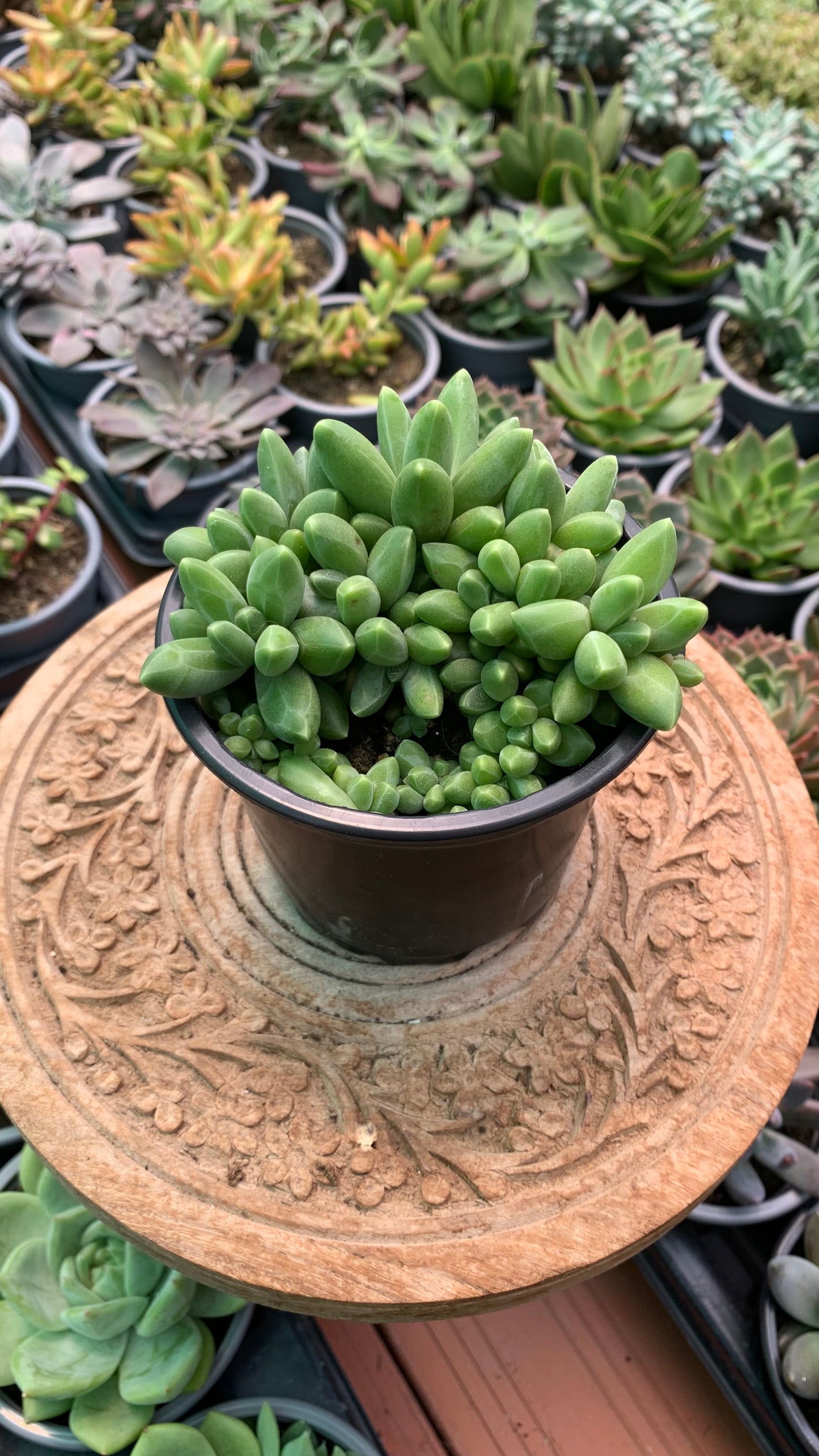 Pachyphytum compactum
