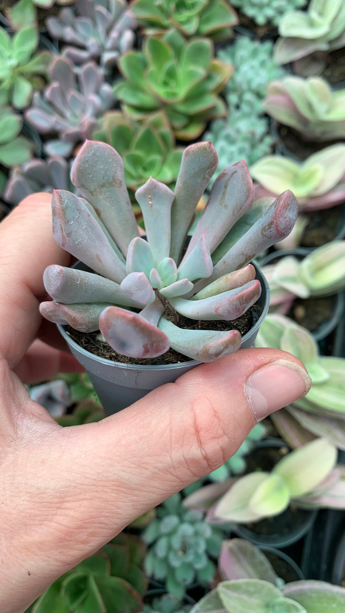 X Graptoveria 'Cupido'