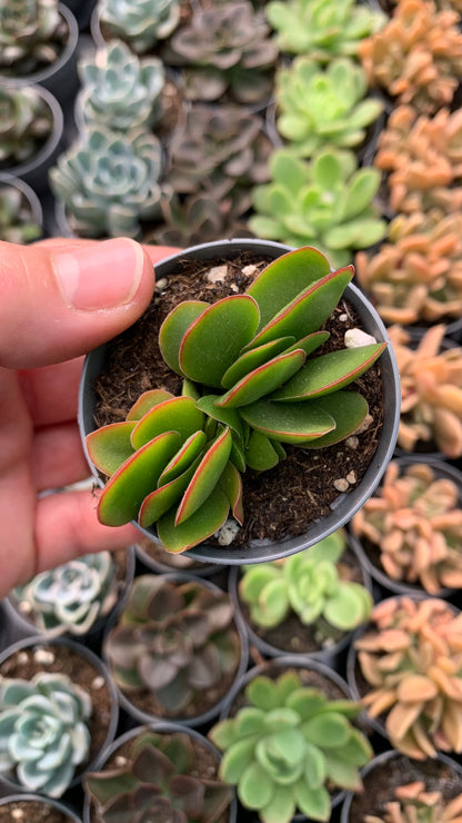 Crassula perfoliata 'Borracha'