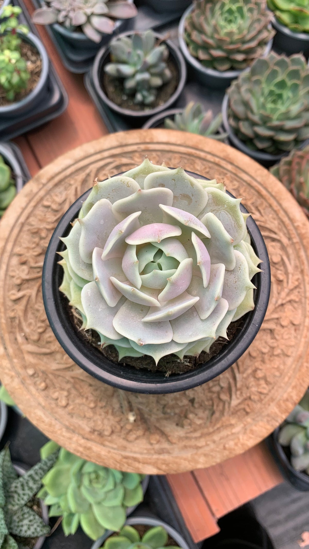 Echeveria Lola