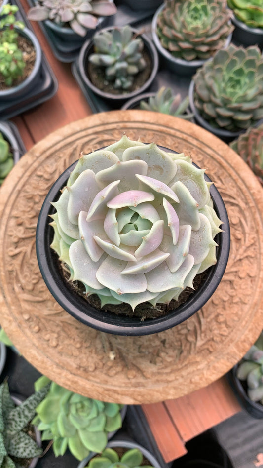 Echeveria Lola