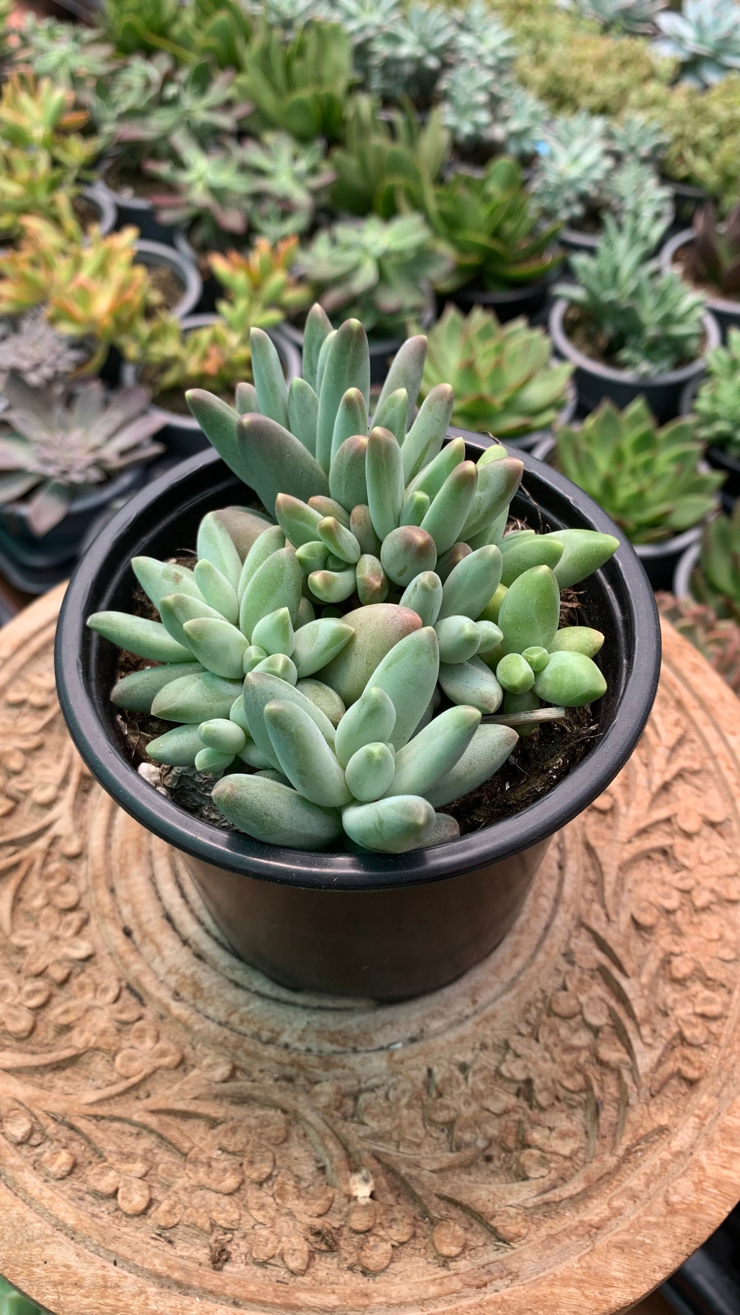Pachyphytum compactum ‘Red Tips’