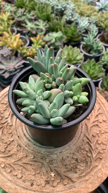 Pachyphytum compactum ‘Red Tips’