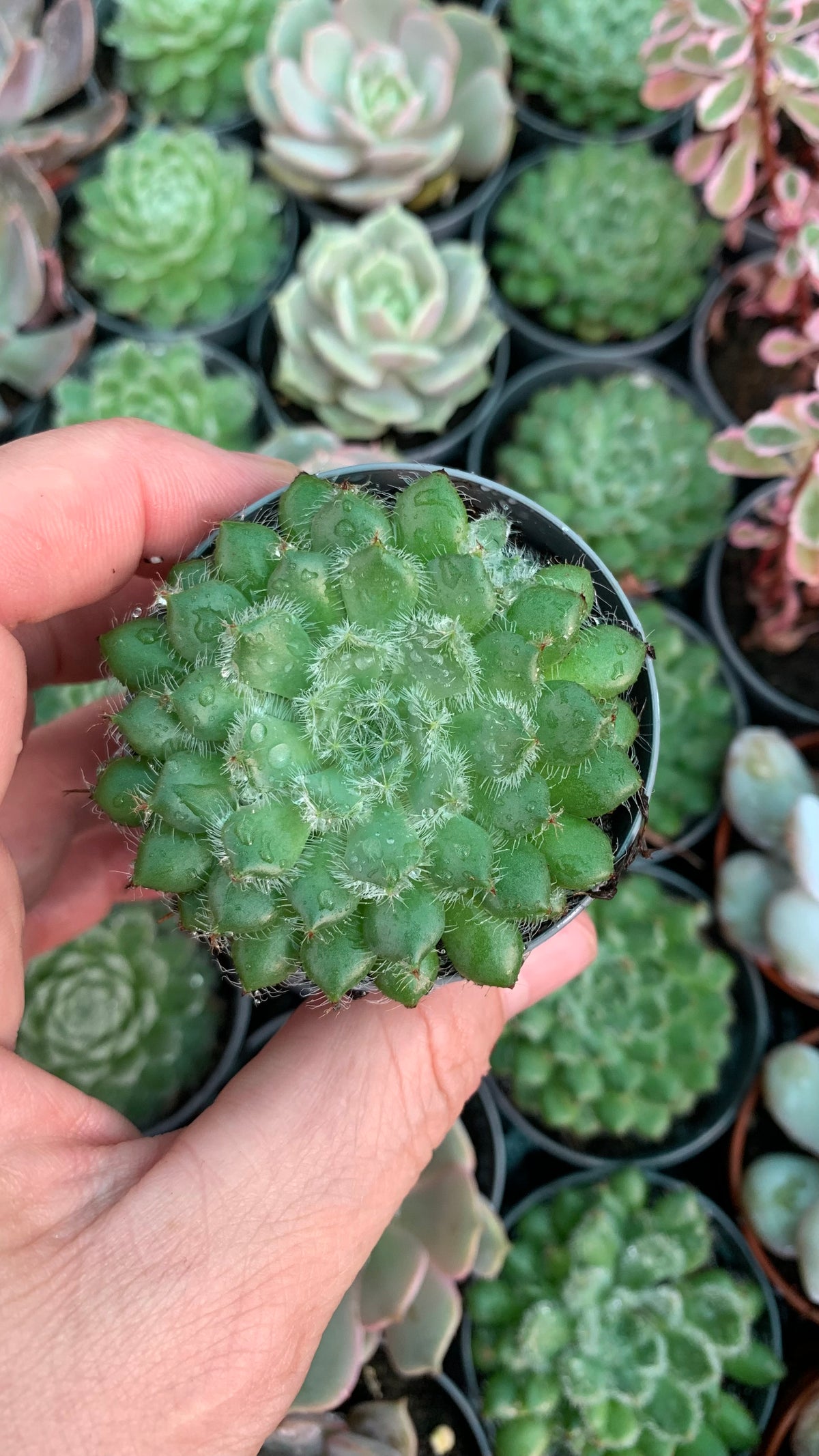 Echeveria setosa var. Minor
