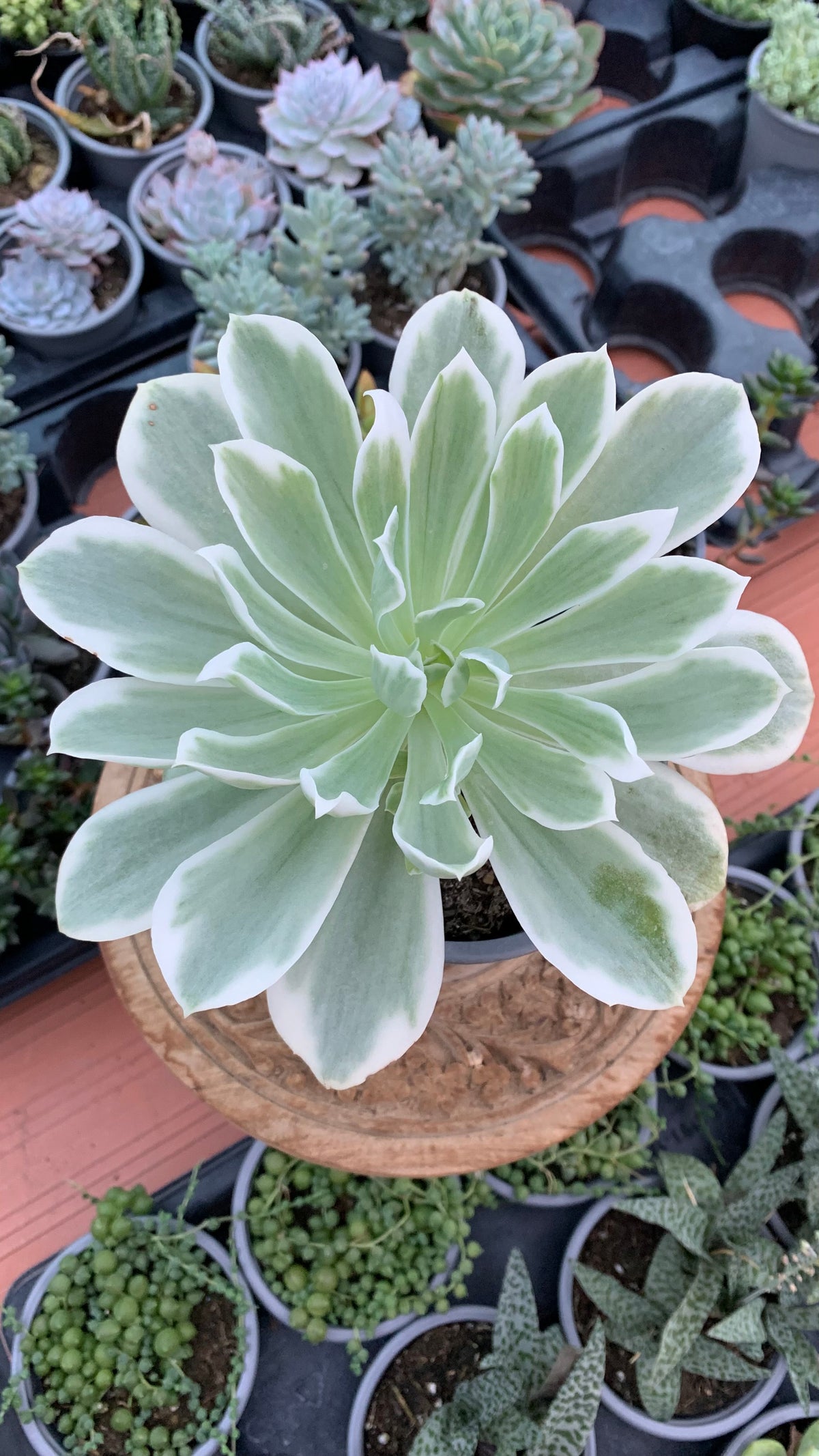 Echeveria lemon rose variegata