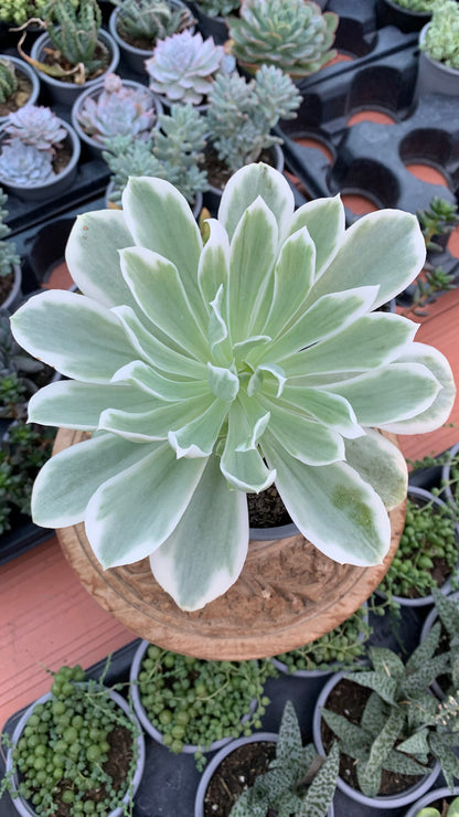 Echeveria lemon rose variegata