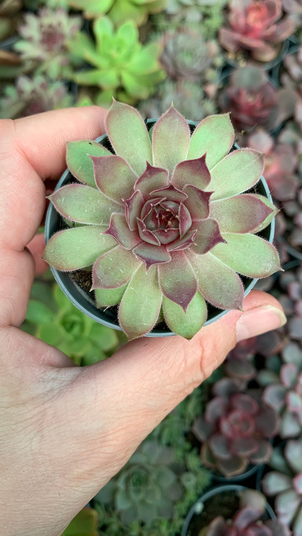 Sempervivum Pink Pomelo