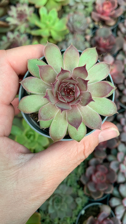Sempervivum Pink Pomelo