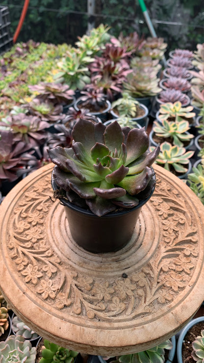 Echeveria black madiba