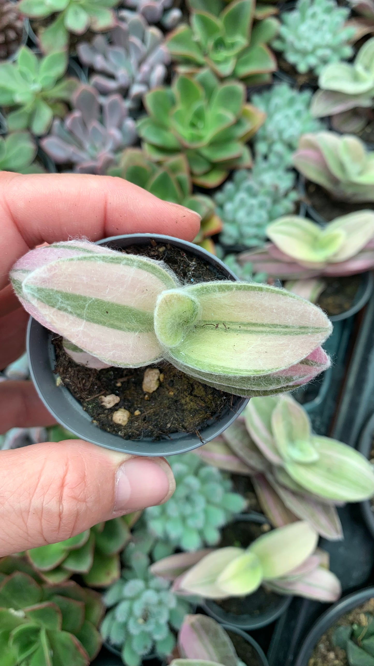 Tradescantia sillamontana variegata