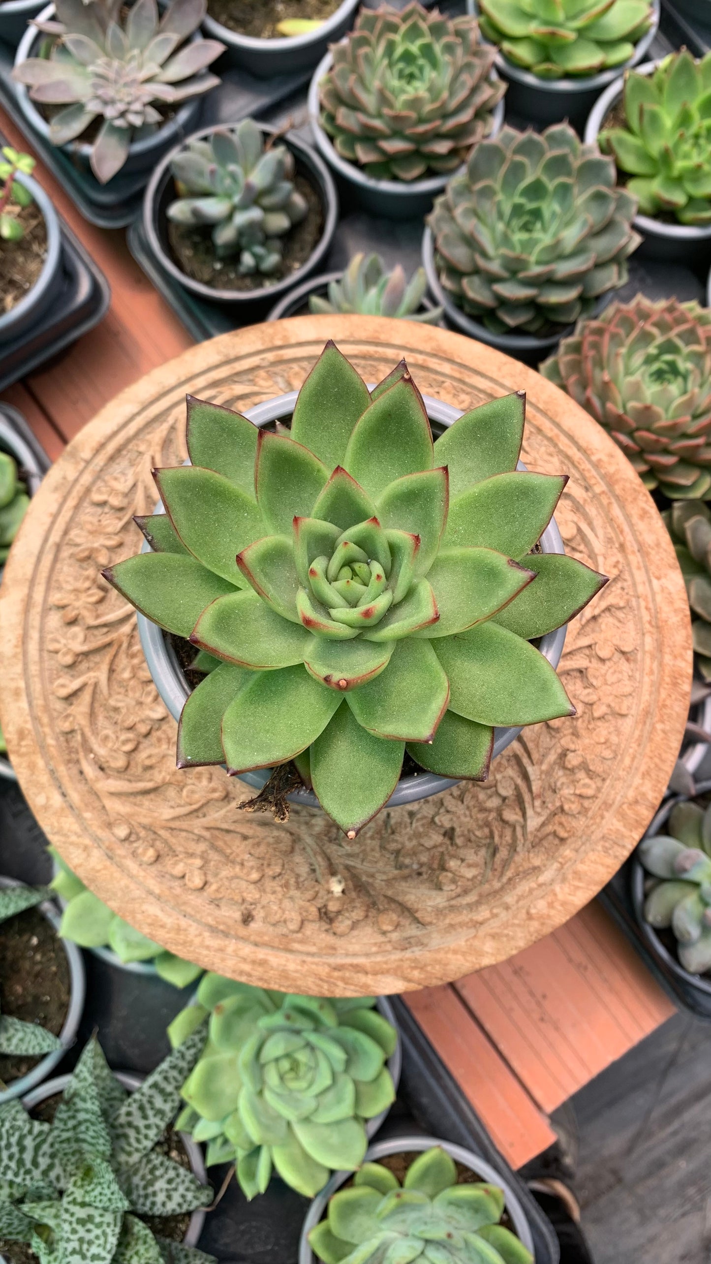 Echeveria agavoides ‘Tuxpan’