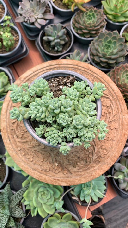 Sedum perez de la rosae