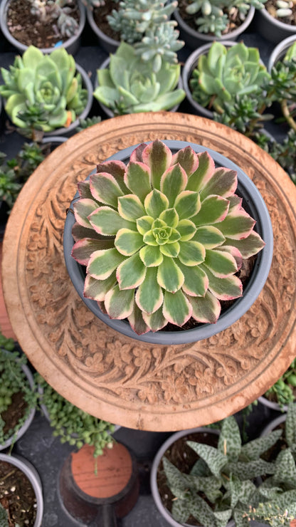 Aeonium ‘Wheels of festination’