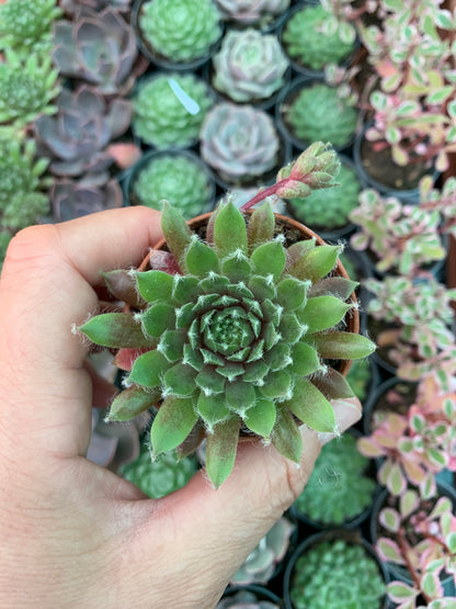Sempervivum urmina