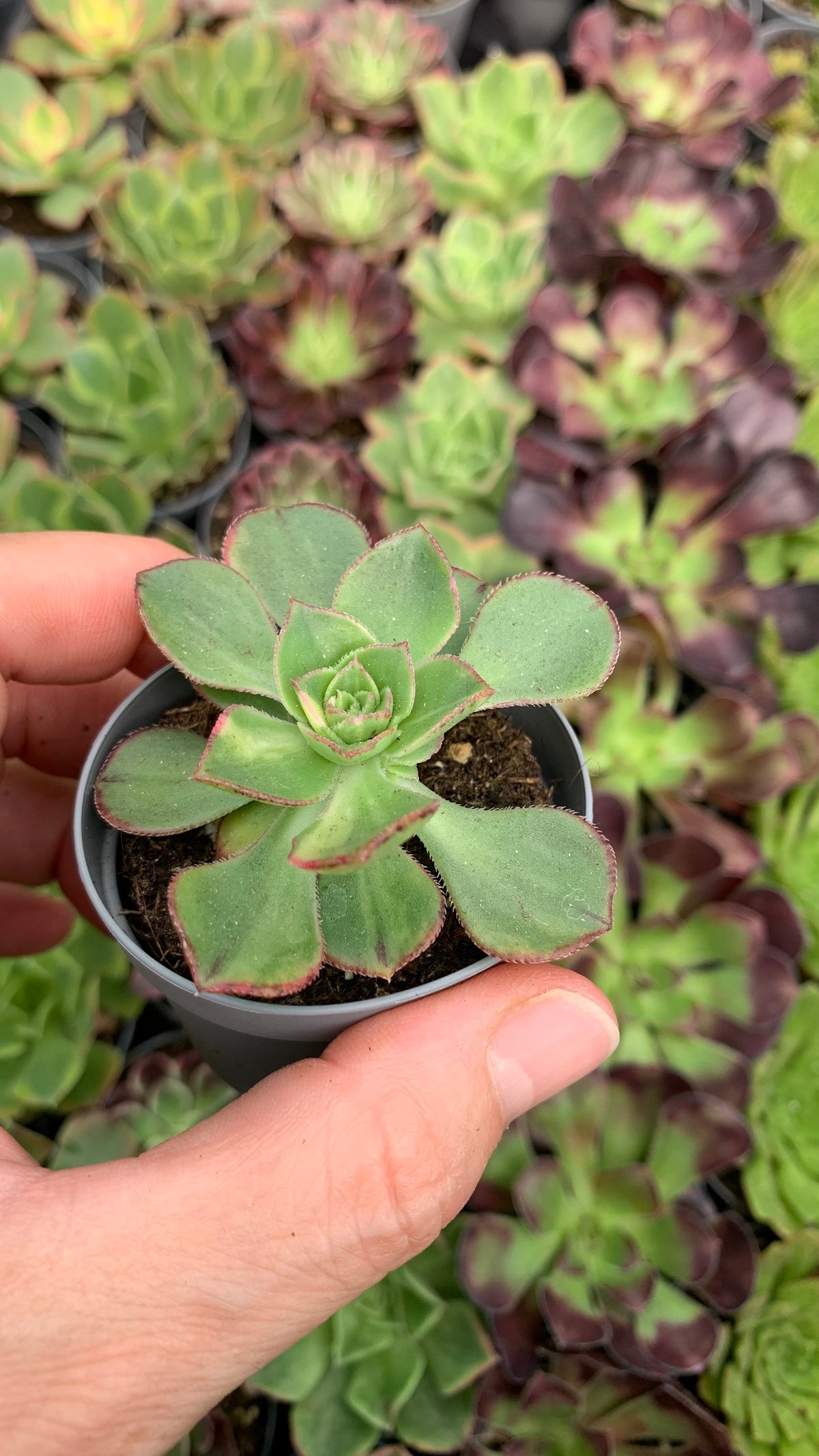 Aeonium Red edge variegata