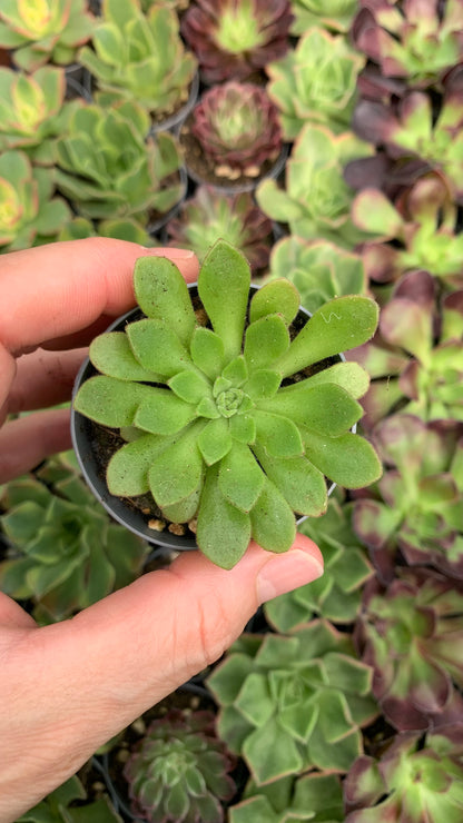 Aeonium Nogalesii Cupcake
