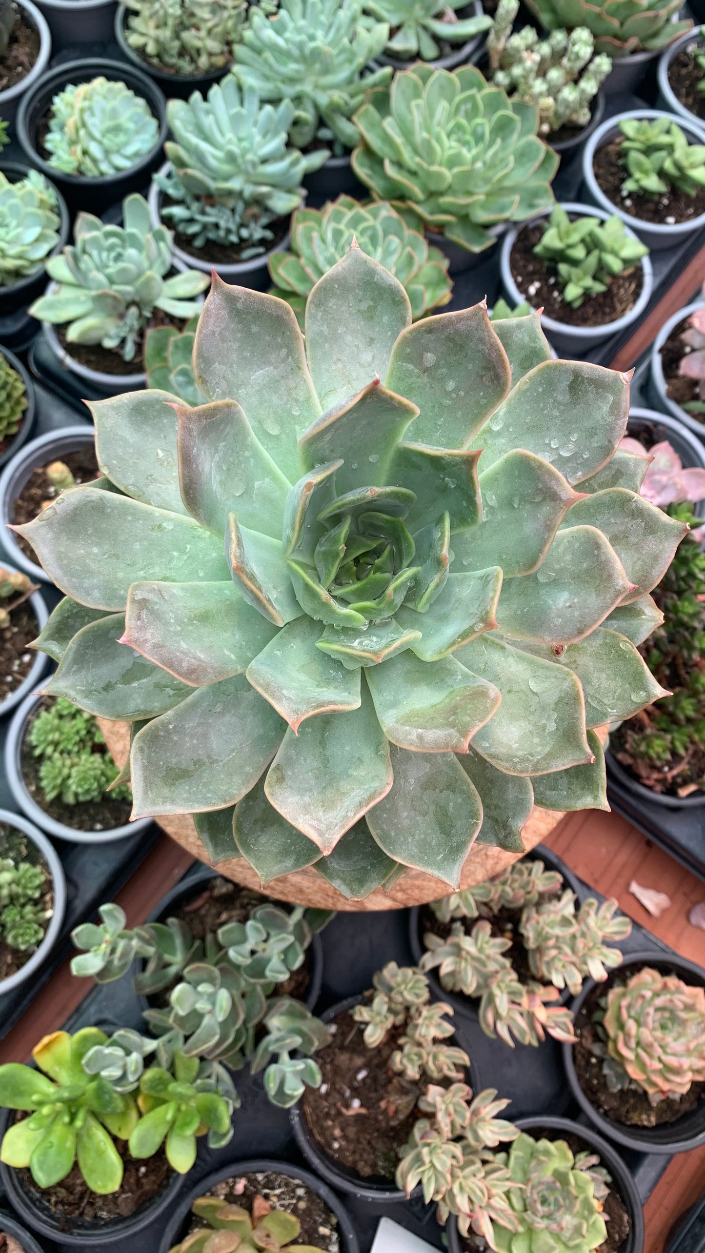 Echeveria costa