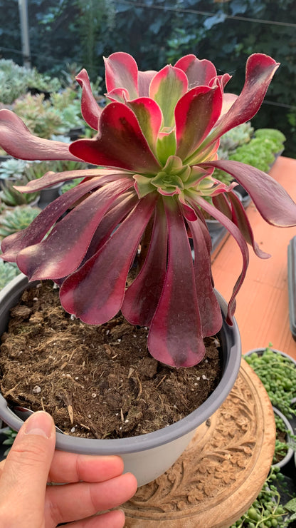 Aeonium Medusa (Planta Madre)