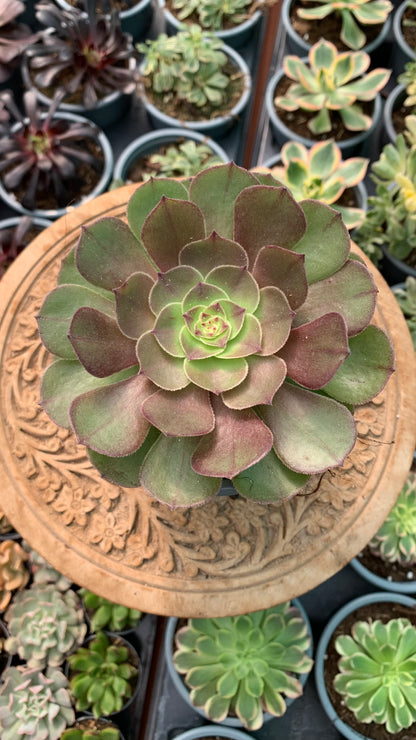 Aeonium Halloween