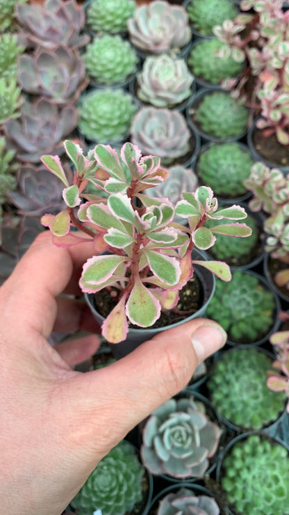Sedum Spurius Tricolor