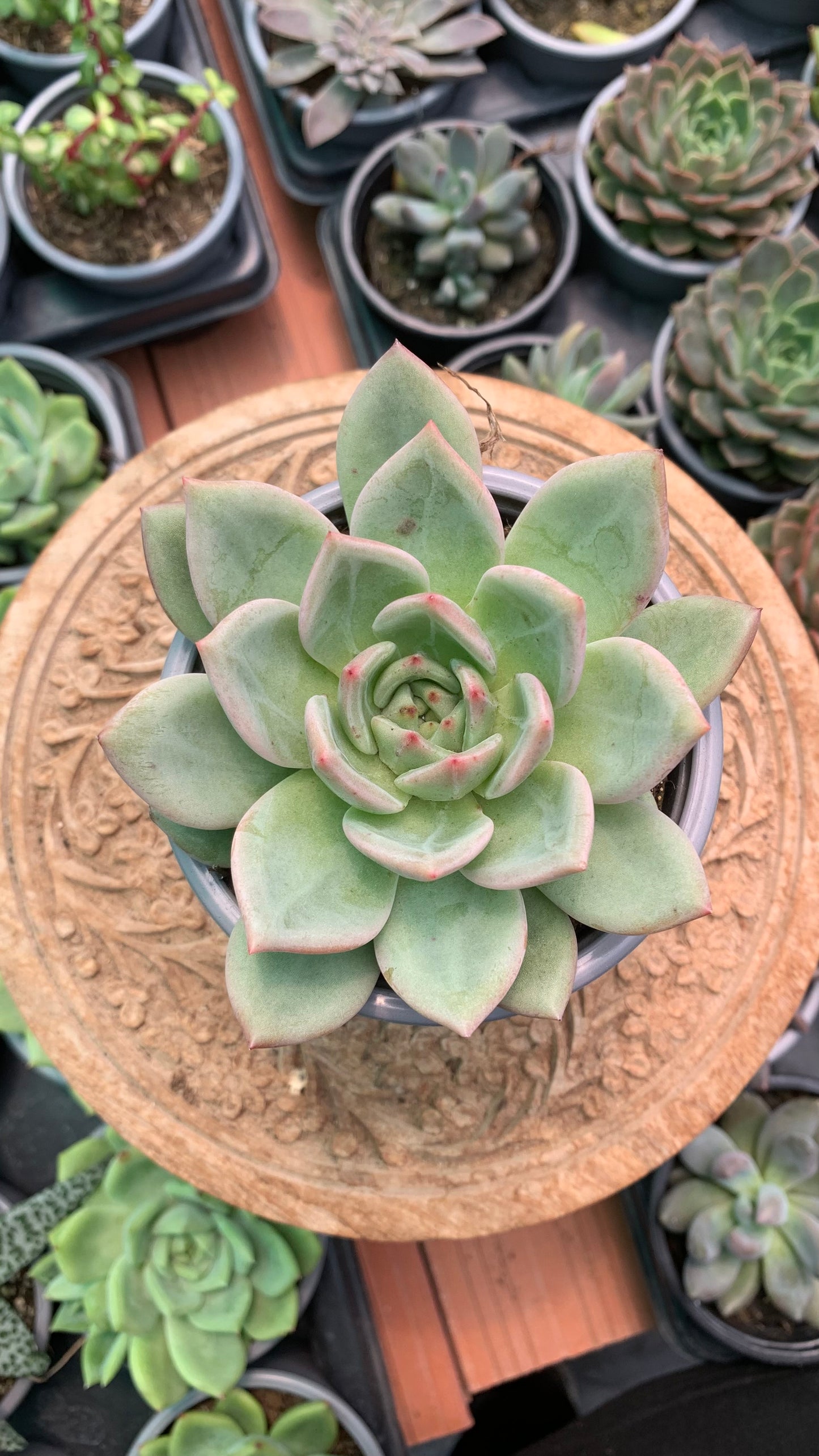 Echeveria agavoides emerald