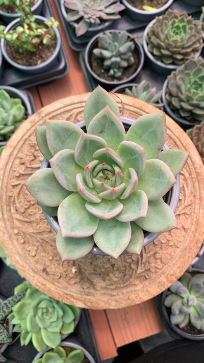 Echeveria agavoides emerald