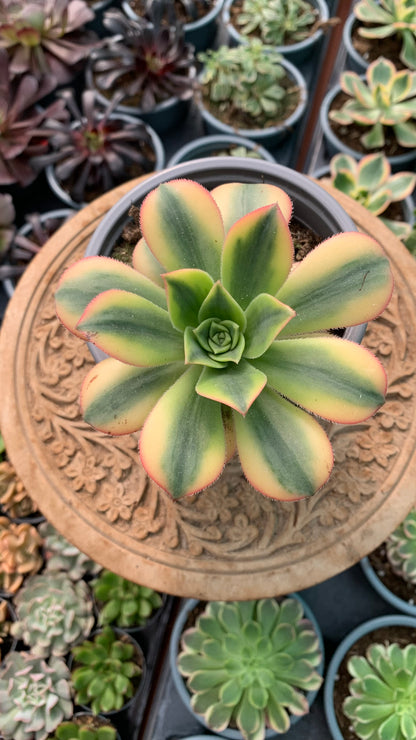 Aeonium Florence