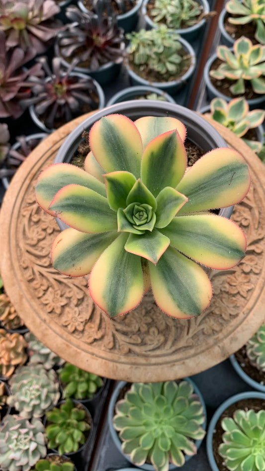 Aeonium Florence
