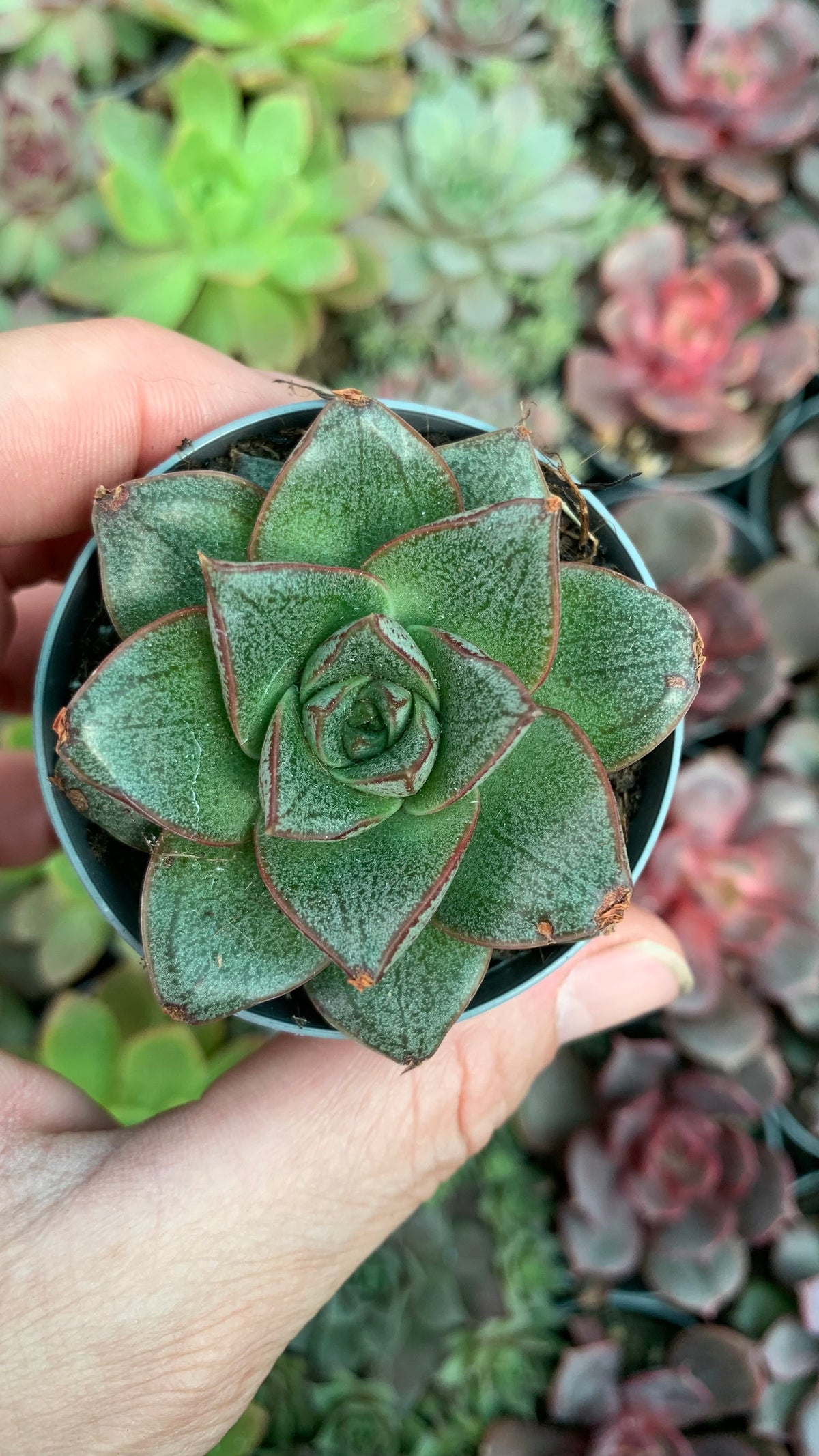 Echeveria purposorum