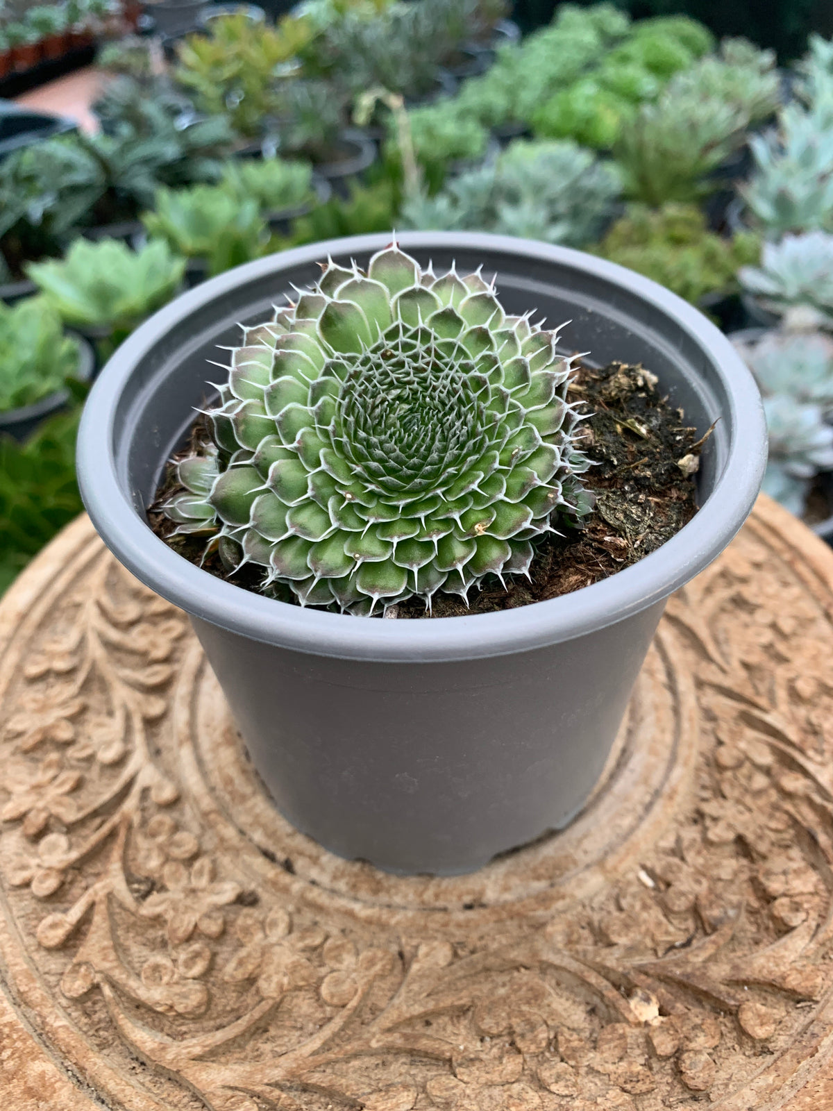 Orostachys spinosa 'Rot'
