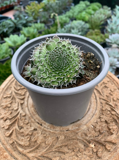 Orostachys spinosa 'Rot'