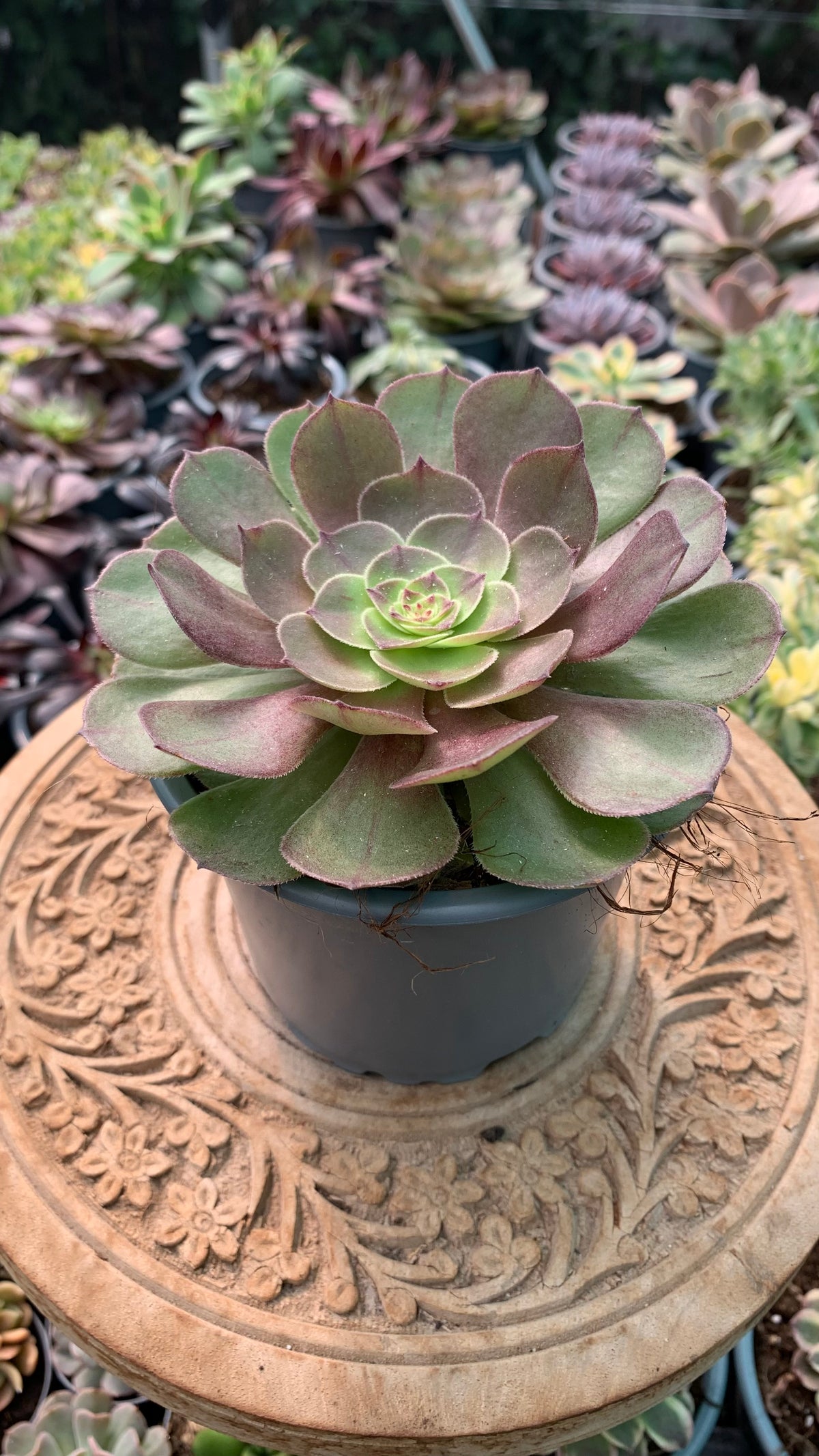 Aeonium Halloween