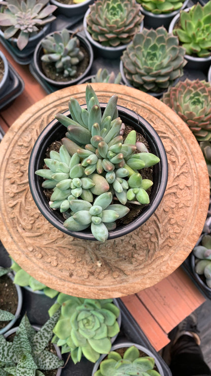 Pachyphytum compactum ‘Red Tips’