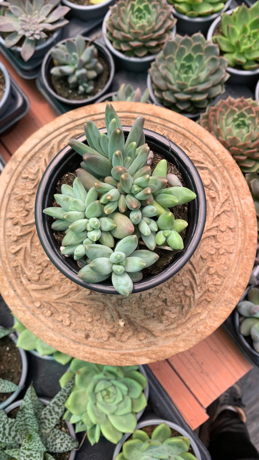 Pachyphytum compactum ‘Red Tips’