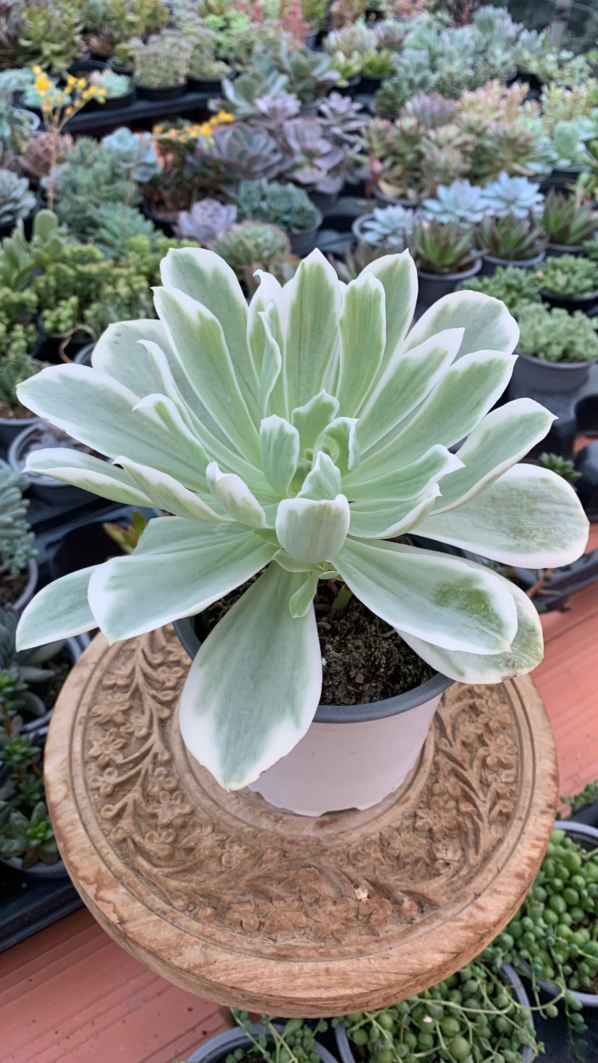 Echeveria lemon rose variegata