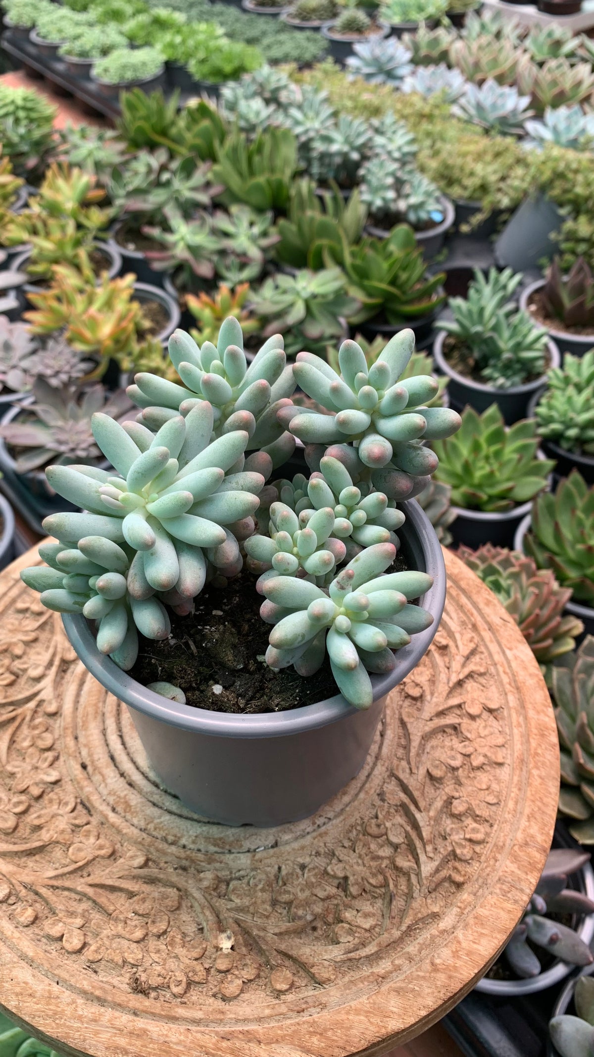 Pachyphytum machucae 'baby finger'