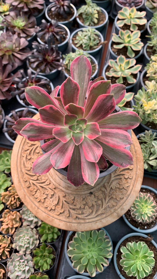 Aeonium ‘ Idolization’