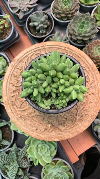 Pachyphytum compactum