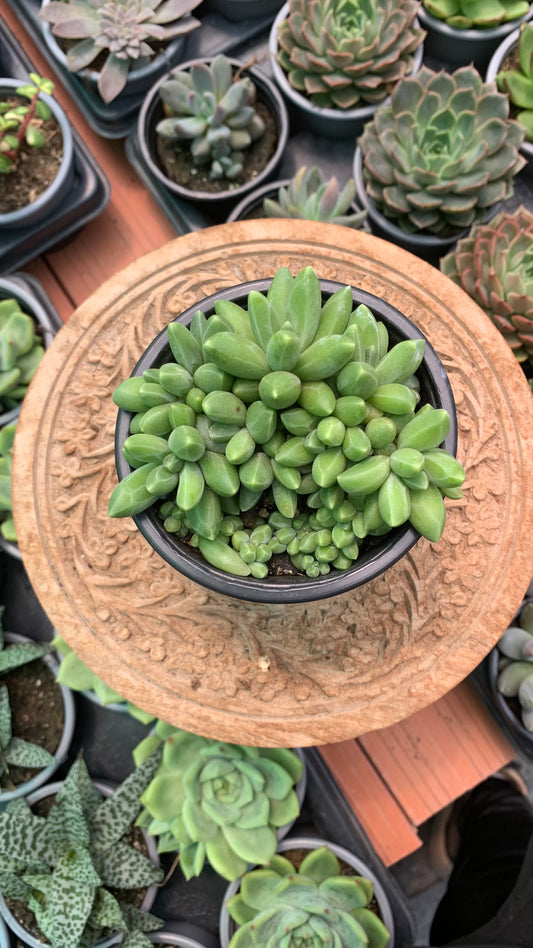 Pachyphytum compactum