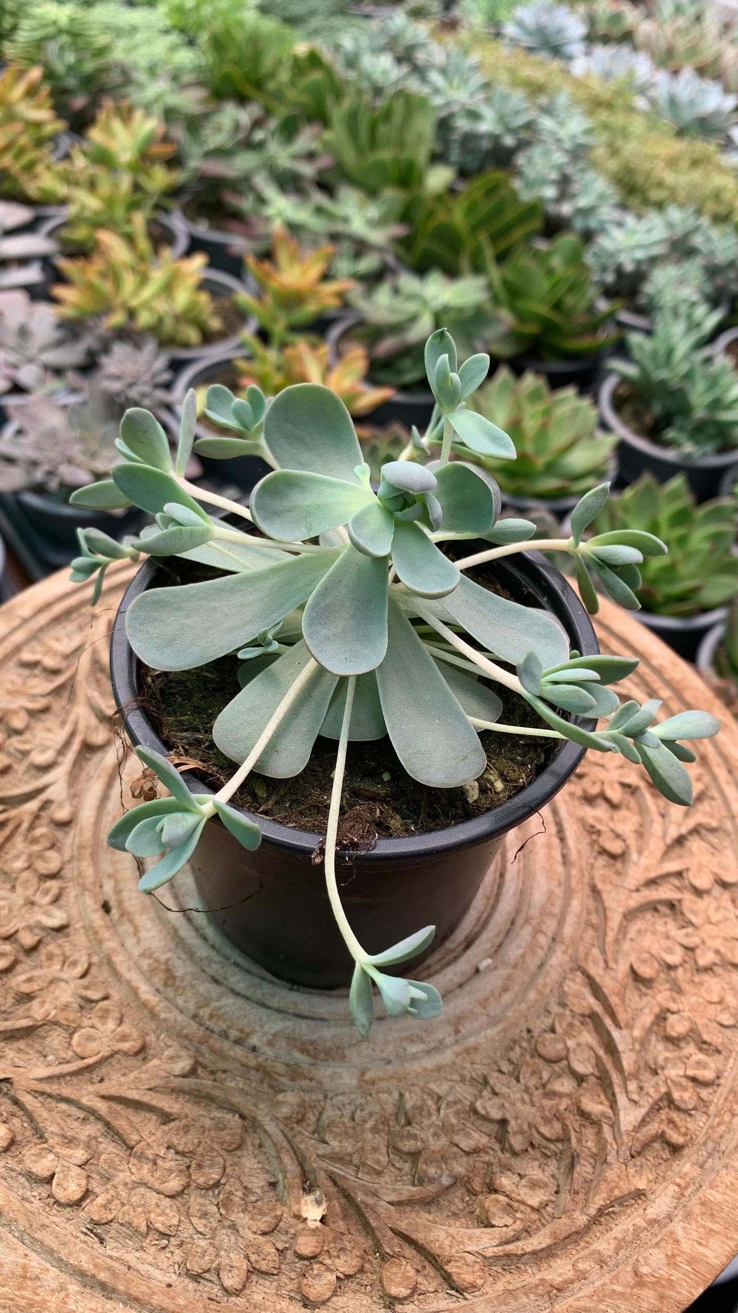 Orostachys ‘Iwarenge’