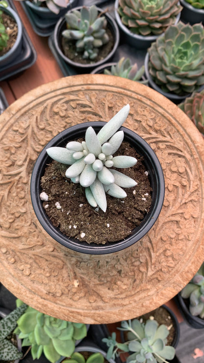 Senecio mont blanc